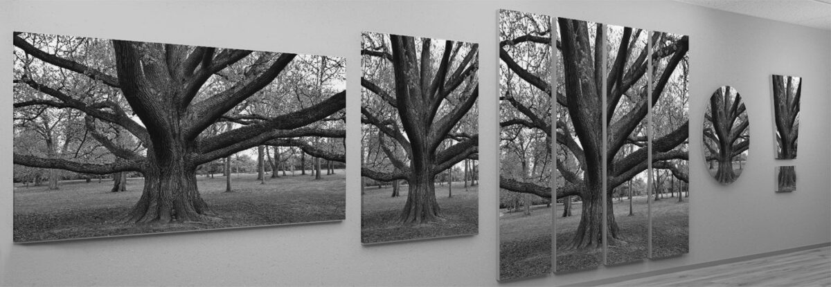 Zuschnitt Magnettafel Baum schwarzweiß Fotografie.