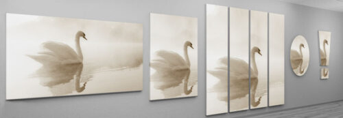 Weißer Schwan, romantischer Bilddruck auf Magnetpinnwand. Farbe Weiß-Beige.