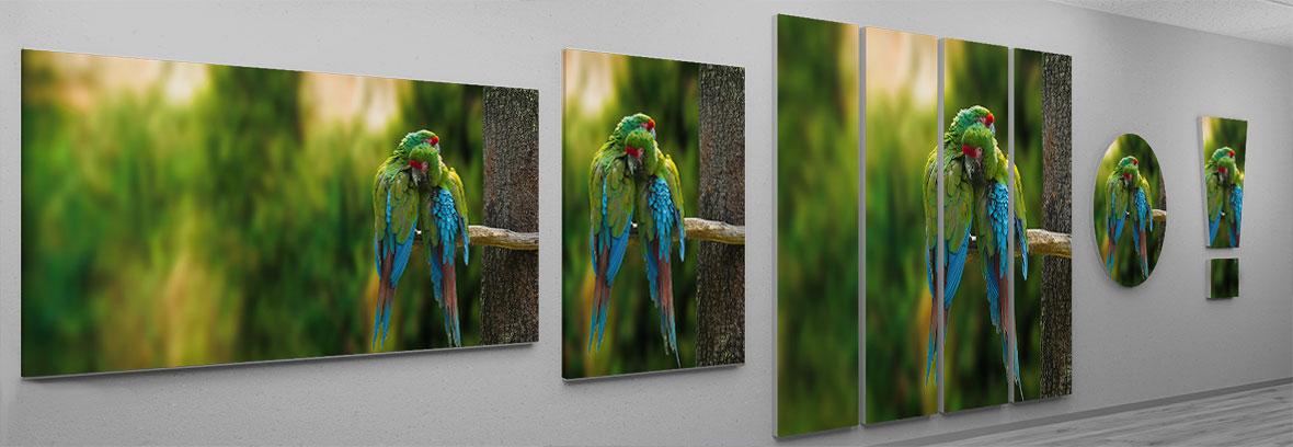 Papageien im Regenwald - Fotodruck auf tollem Magnetschild.