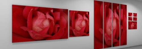 Rote Rose Whiteboard - Dekorative Fotografie - Rote Rosenblätter.