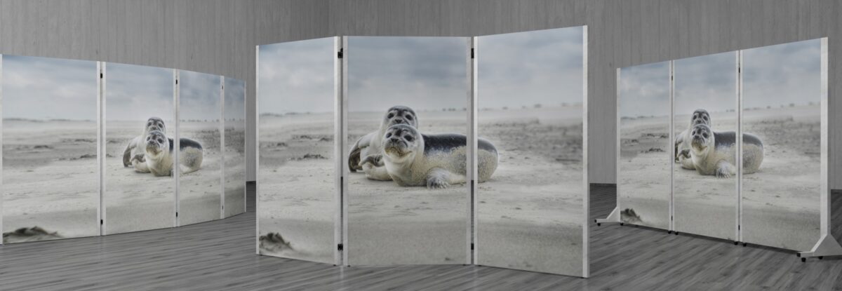Raumteiler Tier Foto Motiv. Süße Seehunde auf Magnettafel Oberfläche gedruckt.