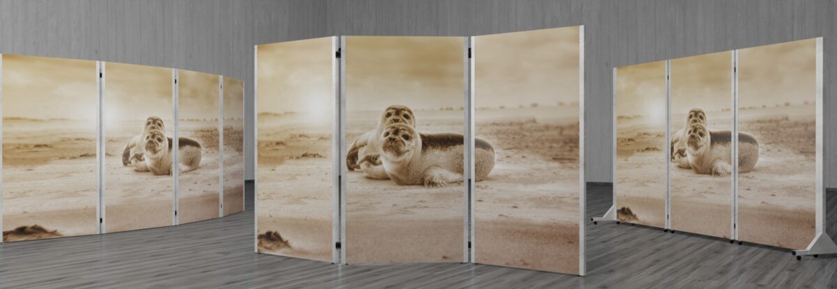 Raumteiler Tier Foto Motiv. Süße Seehunde auf Magnettafel Oberfläche gedruckt.